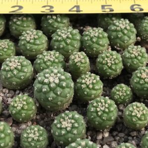 Strombocactus esperansae PP851
