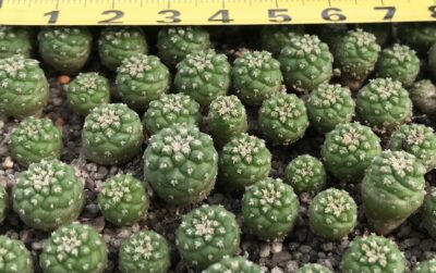 Strombocactus esperansae PP851