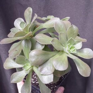 Aeonium Goblin(не варієгатна Balerina)