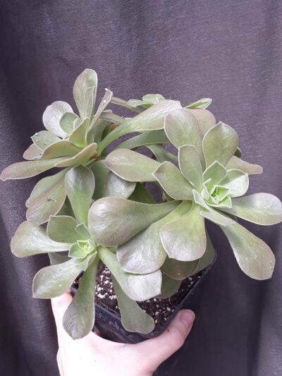 Aeonium Goblin(не варієгатна Balerina)