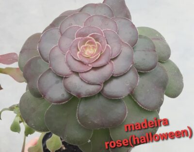 Aeonium Halloween(syn. Madeira rose) зрізи - Зображення 2
