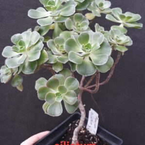 Aeonium ciliatum зріз