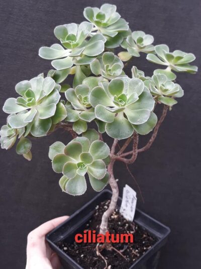 Aeonium ciliatum зріз