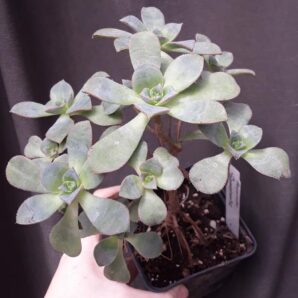 Aeonium Gomerense зріз