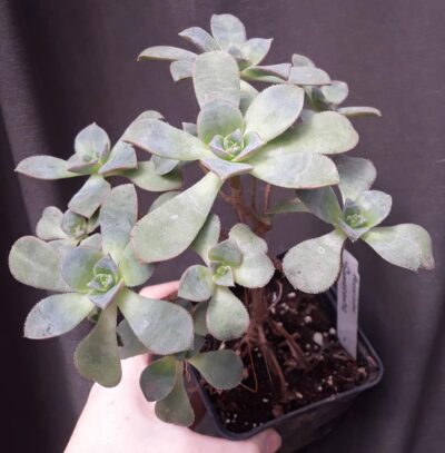 Aeonium Gomerense зріз