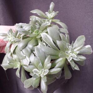 Aeonium Ballerina variegata(син 'Frosty', Abbey Brook) зріз