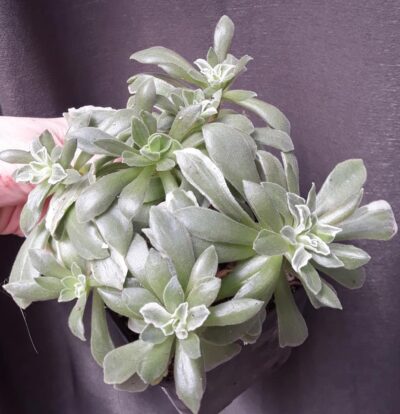 Aeonium Ballerina variegata(син 'Frosty', Abbey Brook) зріз