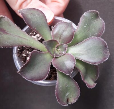 Aeonium Marnier Lapostolle