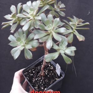 Aeonium decorum