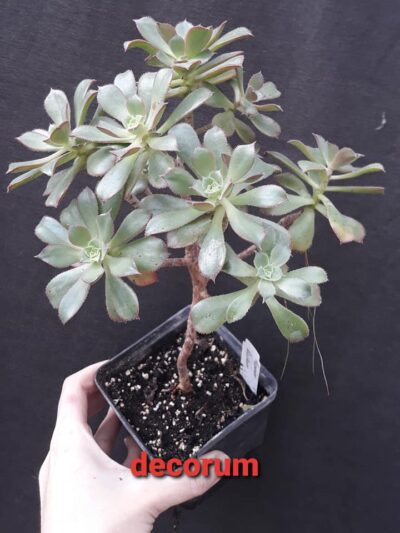 Aeonium decorum
