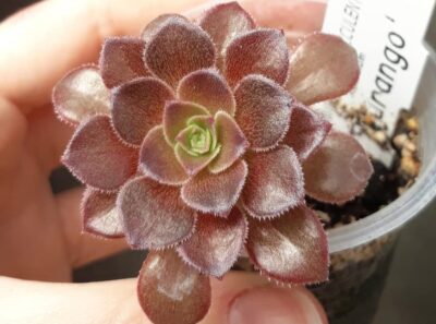 aeonium Durango