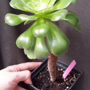 Aeonium balsamiferum compact