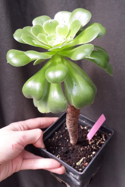 Aeonium balsamiferum compact