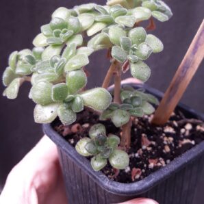 aeonium tortuosum