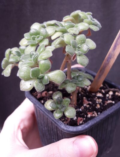 aeonium tortuosum