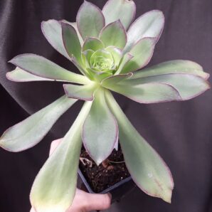 Aeonium Marnier Lapostolle