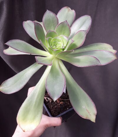 Aeonium Marnier Lapostolle