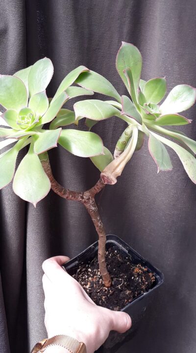 Aeonium Lemon Lime, що передумав бути варієгатним - Зображення 2