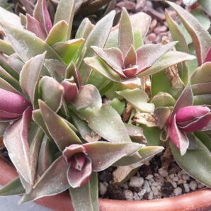 Crassula capitella subsp. thyrsiflora Red Dragon відокремлена розетка