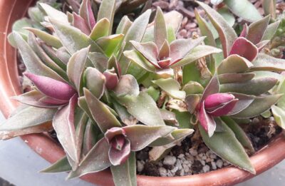 Crassula capitella subsp. thyrsiflora Red Dragon відокремлена розетка