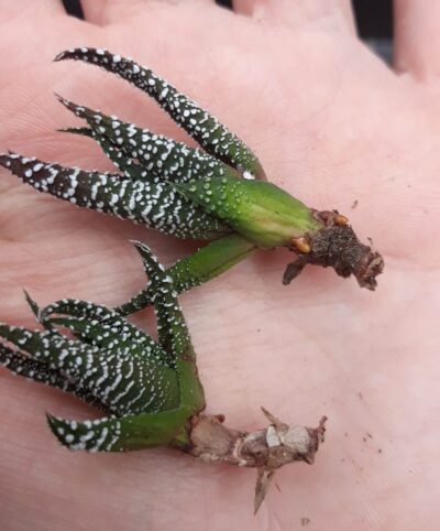 haworthia attenuata var. clariperla - Зображення 2