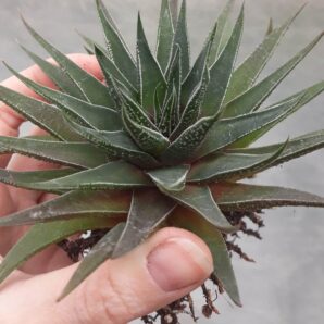 haworthia marginata* margaritifera діаметр не менше 10см