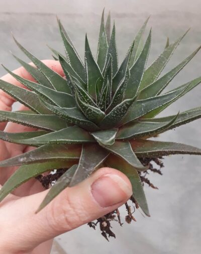 haworthia marginata* margaritifera діаметр не менше 10см