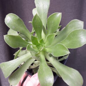 aeonium Rock Hopper з купою діток горщик 9см