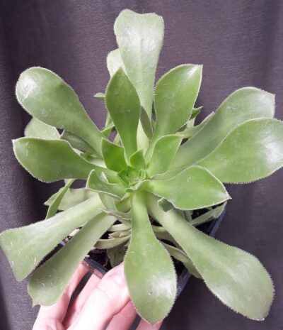 aeonium Rock Hopper з купою діток горщик 9см