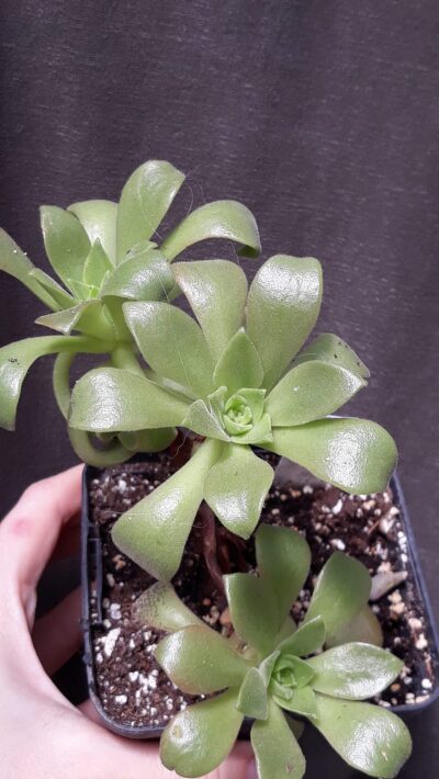 aeonium sp4 зріз