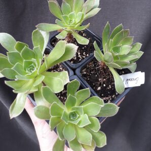 Aeonium Emerald Flame