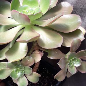 Aeonium Valverdense гібрид зрізи
