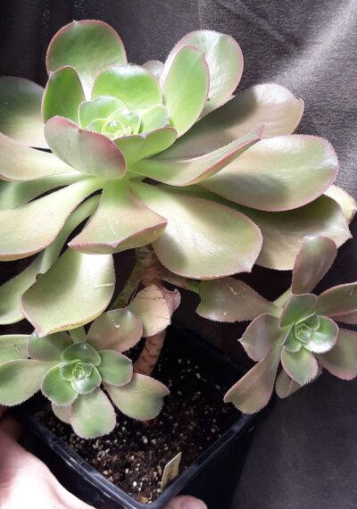 Aeonium Valverdense гібрид зрізи