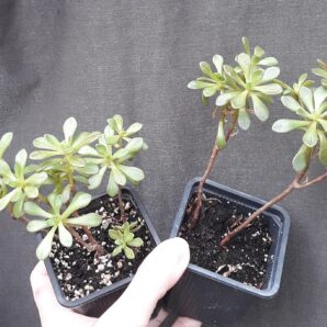 aeonium SEDIFOLIUM