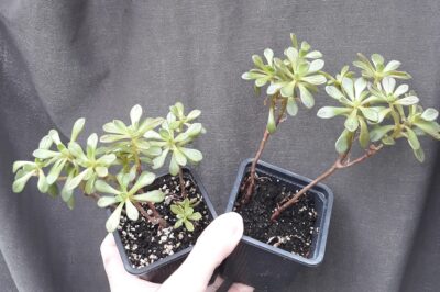 aeonium SEDIFOLIUM