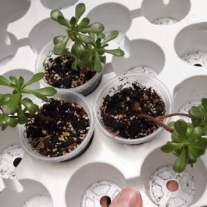 aeonium SEDIFOLIUM молоді