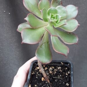 aeonium Percarneum minor