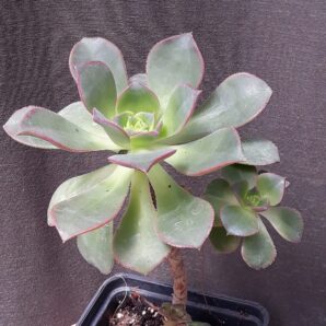 Aeonium sp рослина