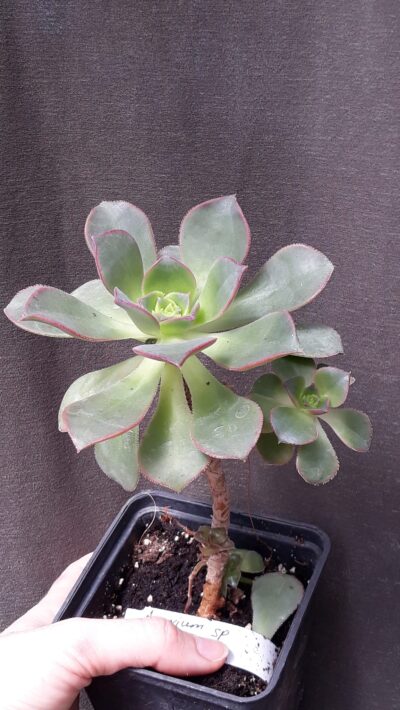 Aeonium sp рослина