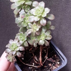 Aeonium Castello-paivae cv. Sarae зріз