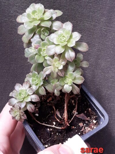 Aeonium Castello-paivae cv. Sarae зріз