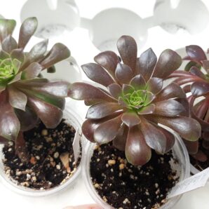 Aeonium 'Bing Thing'