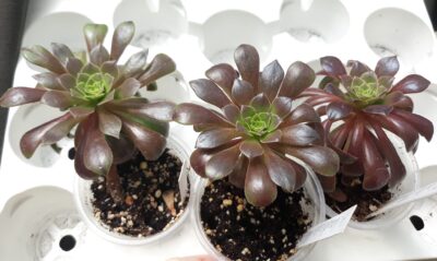 Aeonium 'Bing Thing'
