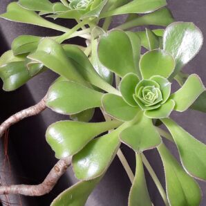 Aeonium arboreum великий зріз