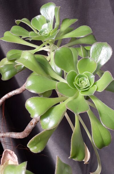 Aeonium arboreum великий зріз