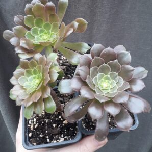 Aeonium Fiesta