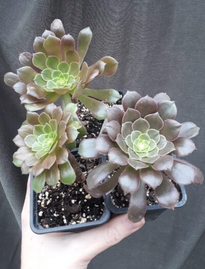 Aeonium Fiesta