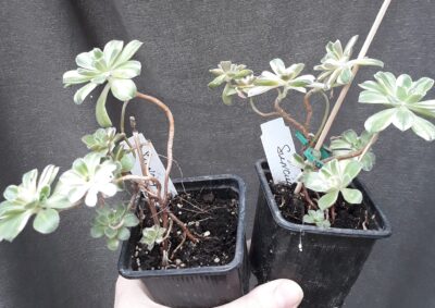Aeonium castello-paivae f. variegata cv Suncup