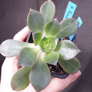 aeonium Paradise горщик 7см