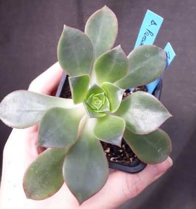 aeonium Paradise горщик 7см